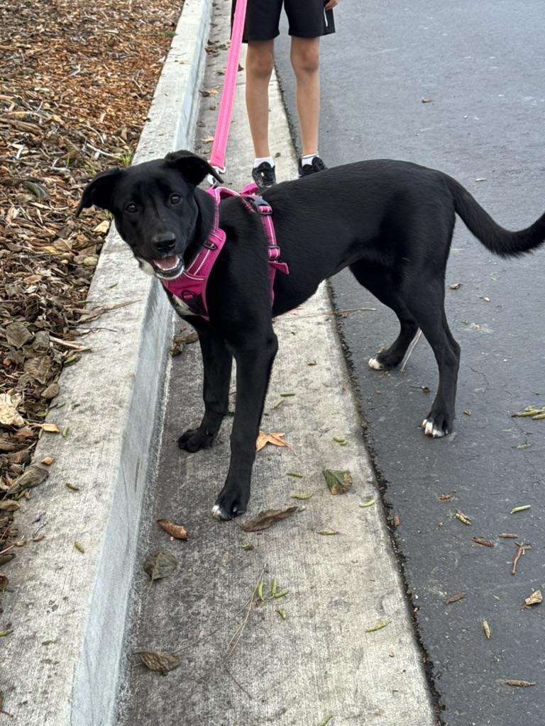 Enlarge MIA, an adopted mixed breed in San Diego, CA image 3/5