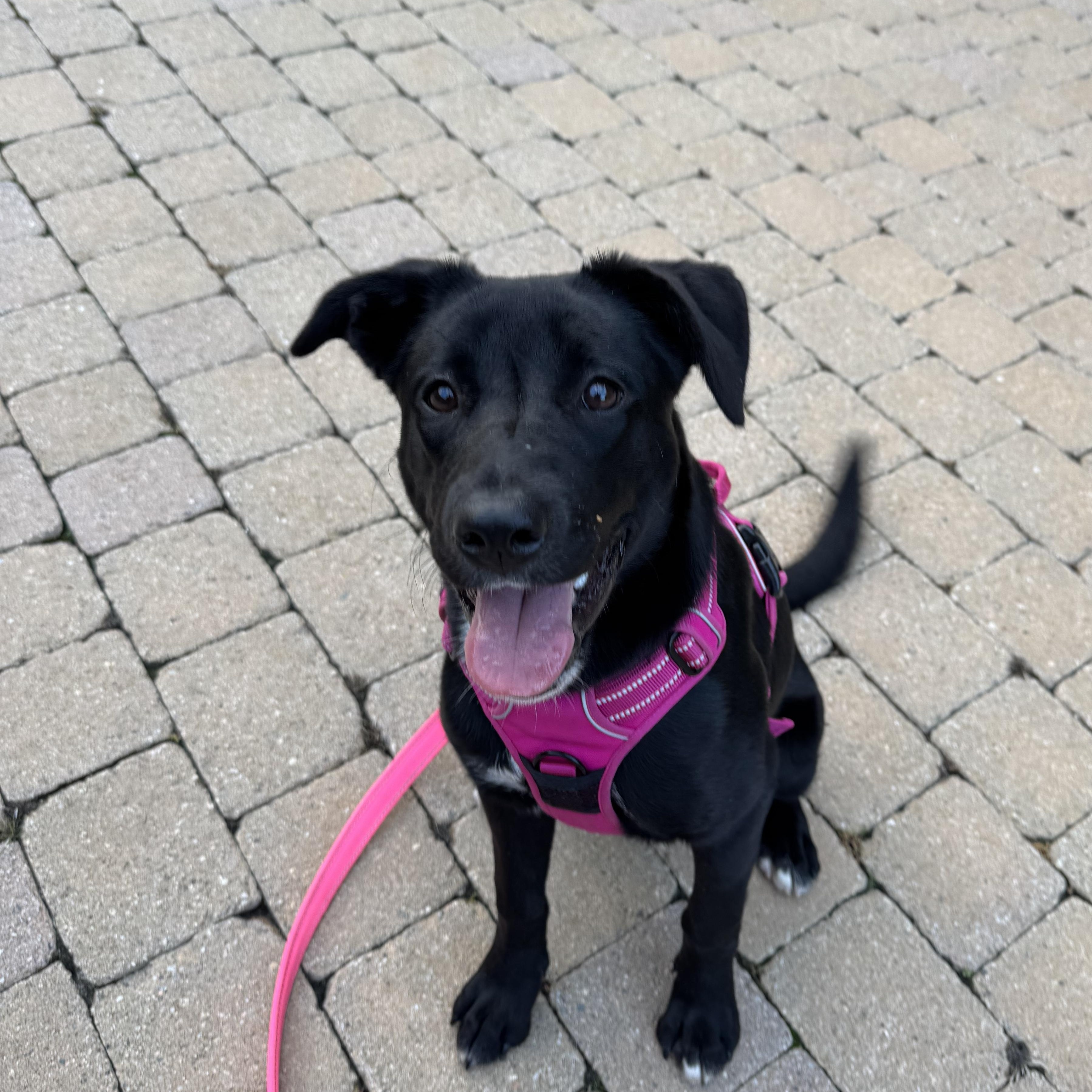 Enlarge MIA, an adopted mixed breed in San Diego, CA image 2/5