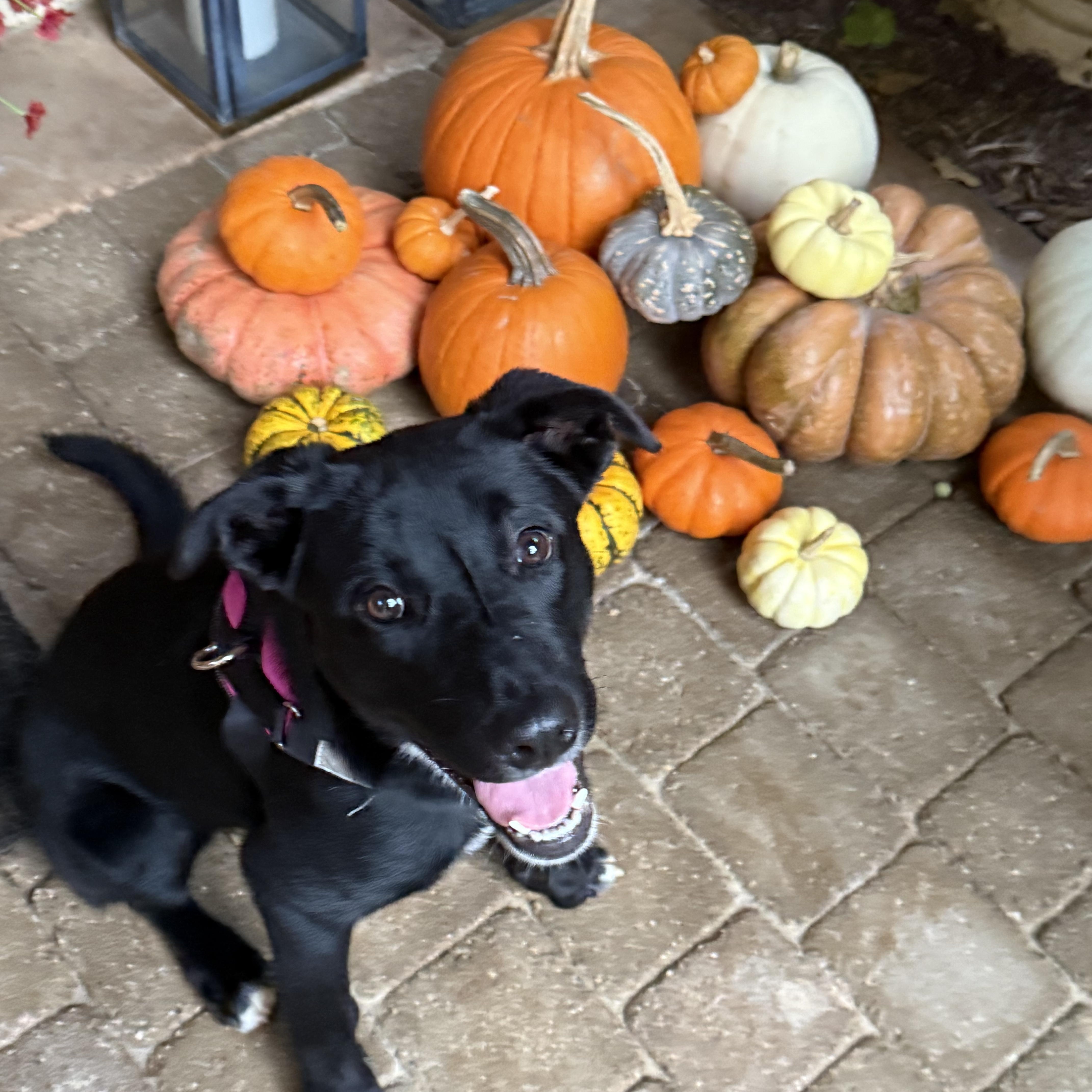 Enlarge MIA, an adopted mixed breed in San Diego, CA image 5/5