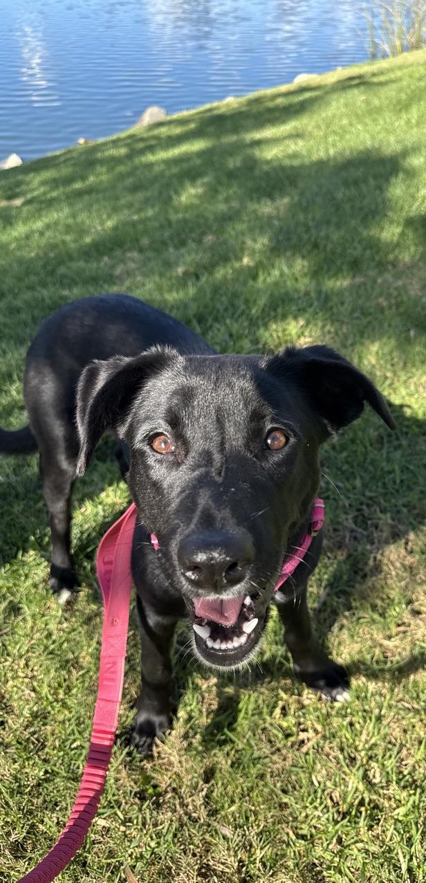 Enlarge MIA, an adopted mixed breed in San Diego, CA image 4/5