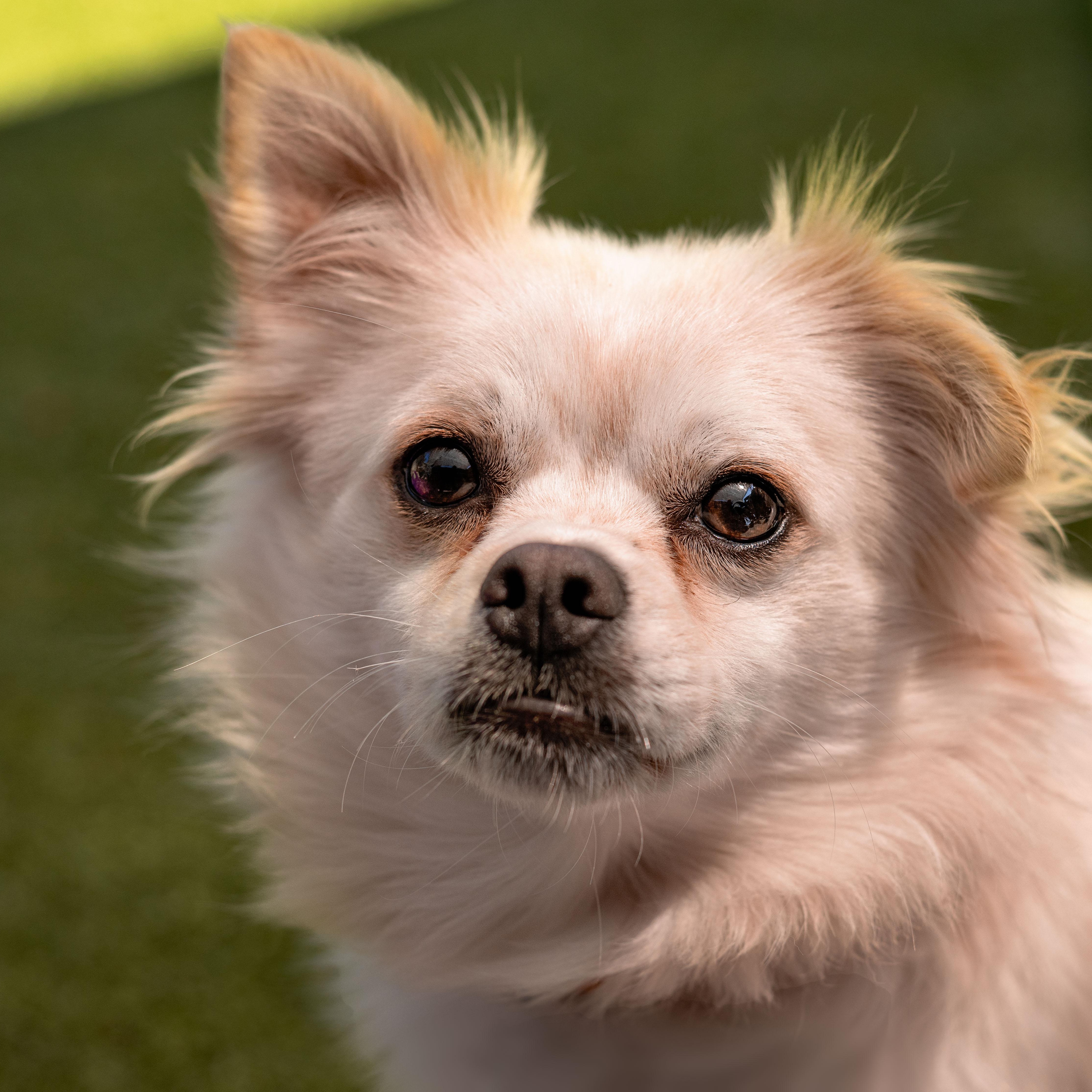 Striker, a ADOPTABLE mixed breed in Friday Harbor, WA image 1/5