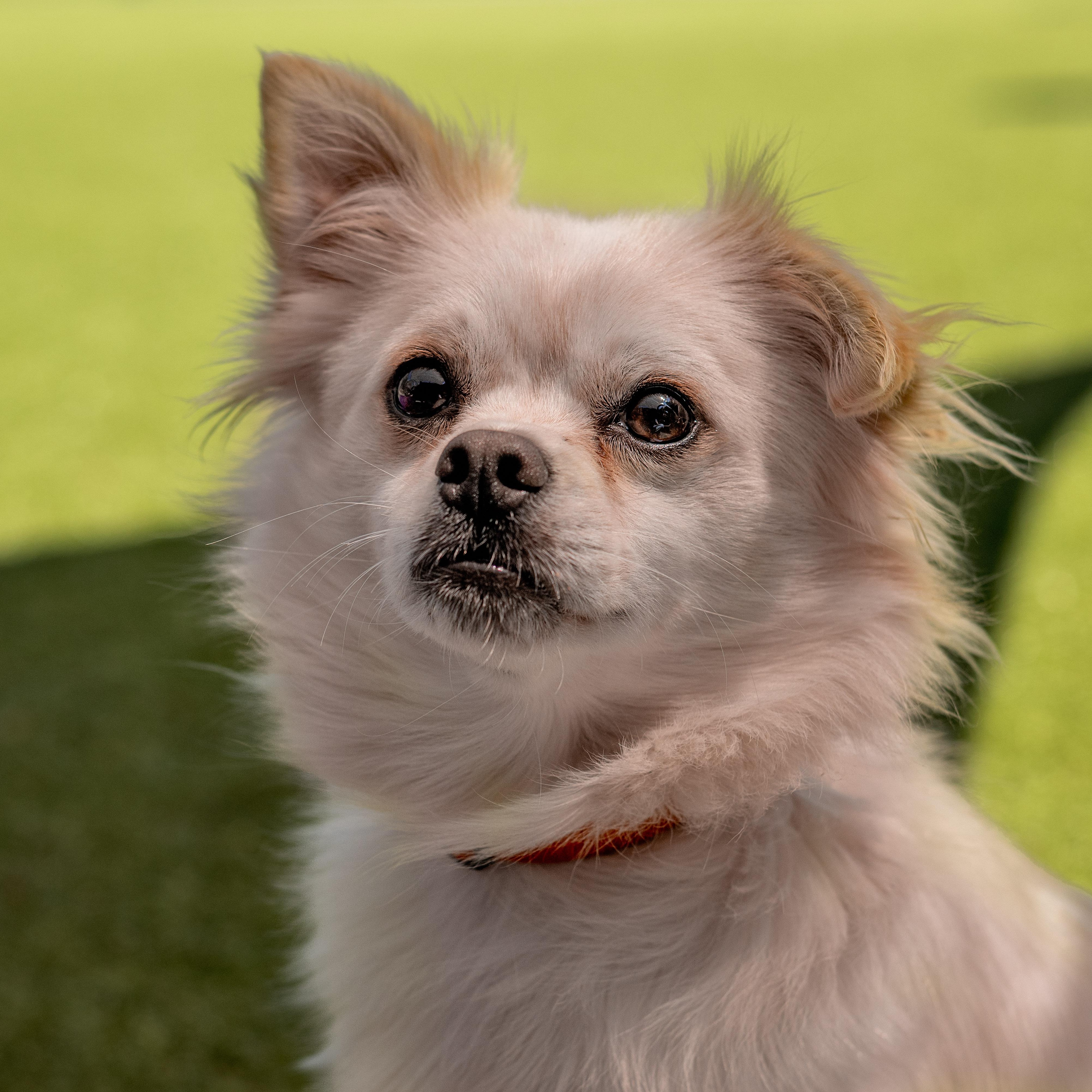 Striker, a ADOPTABLE mixed breed in Friday Harbor, WA image 4/5