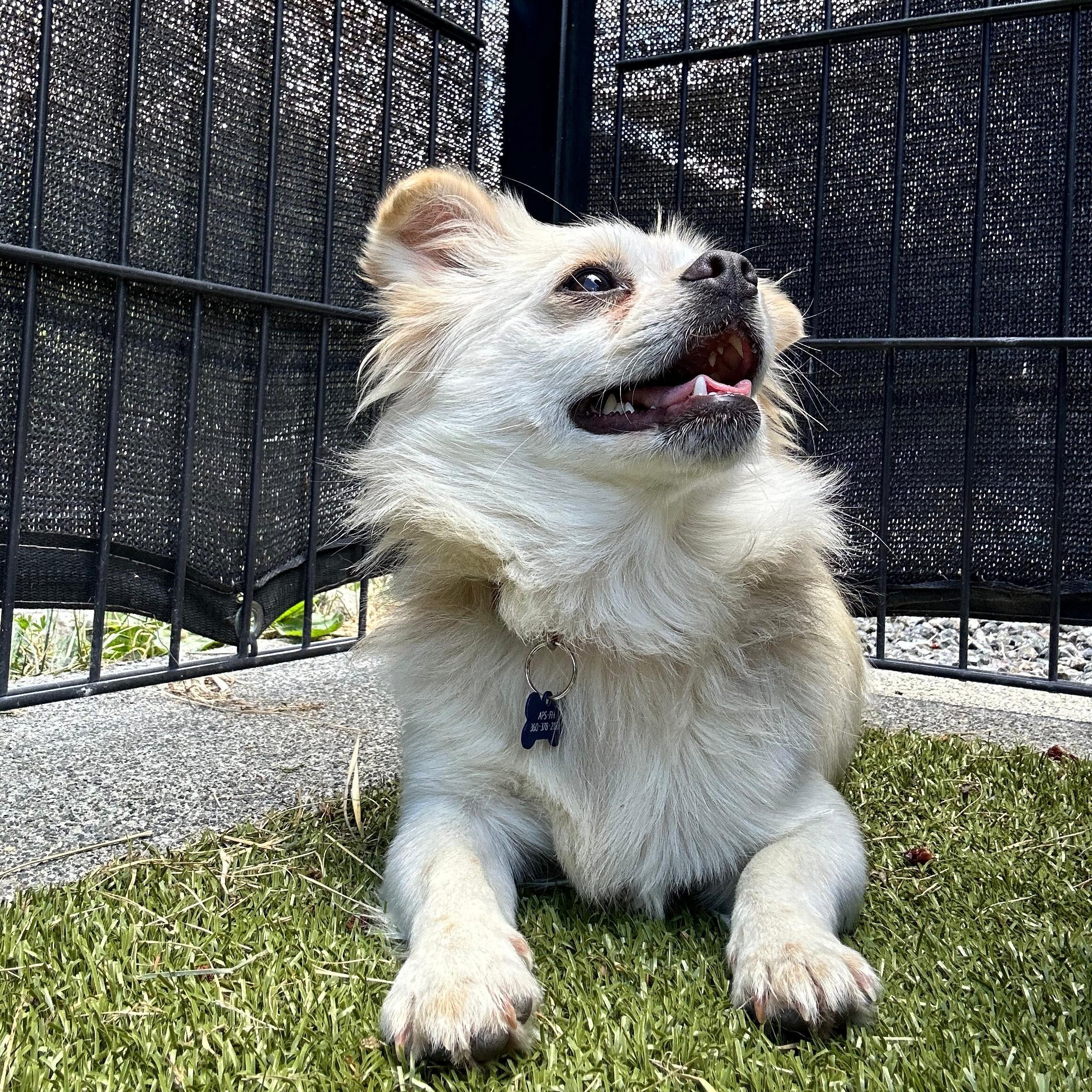 Striker, a ADOPTABLE mixed breed in Friday Harbor, WA image 3/5
