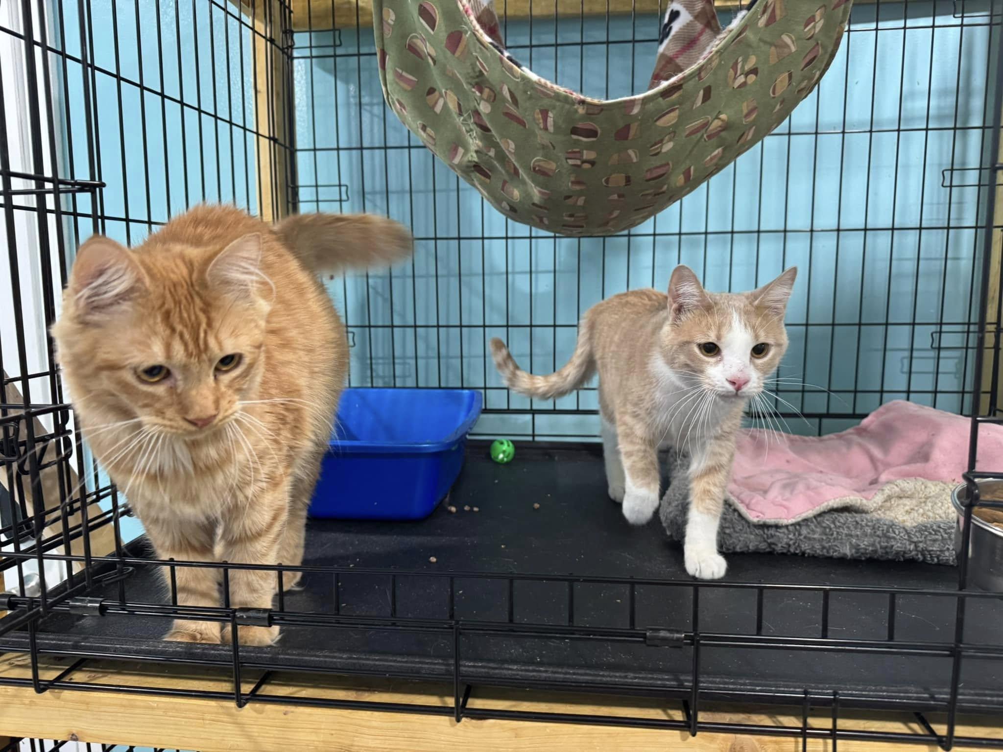 Ludo & Moppet- BONDED PAIR photo 3