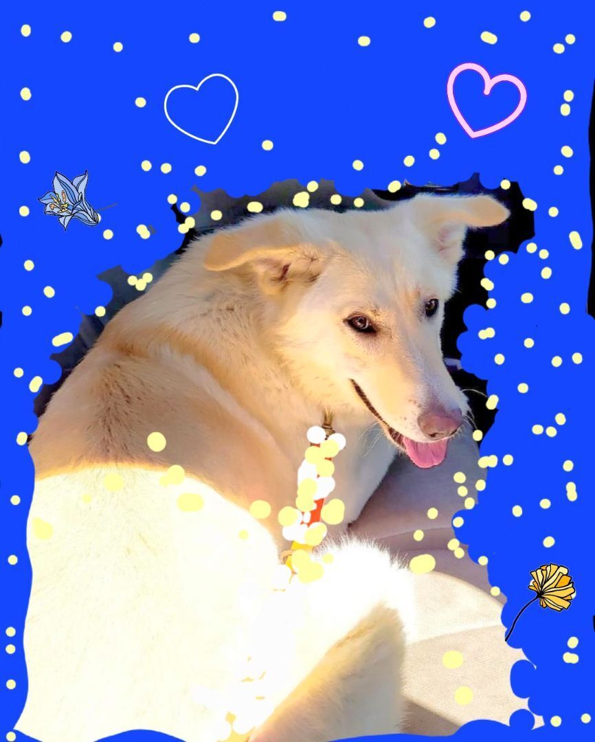 Enlarge Dakota, a Adopted mixed breed in Monterey, CA image 1/8