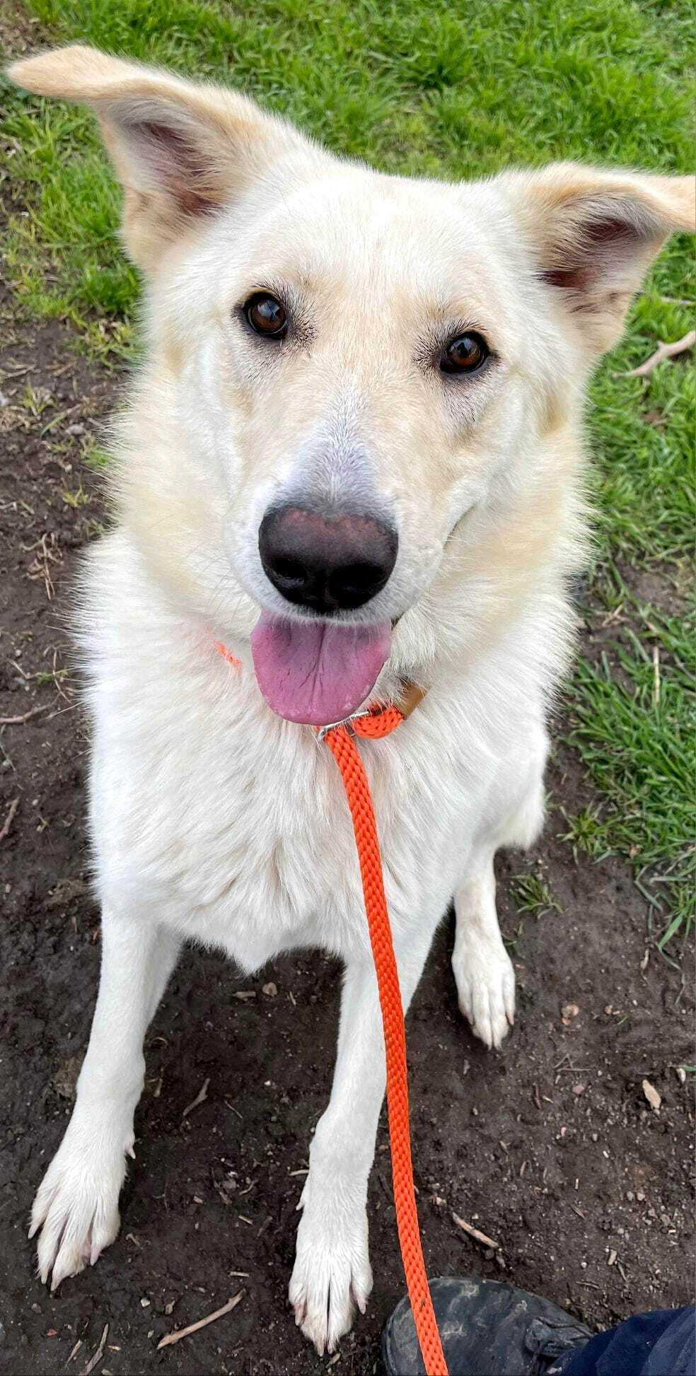 Enlarge Dakota, a Adopted mixed breed in Monterey, CA image 2/8