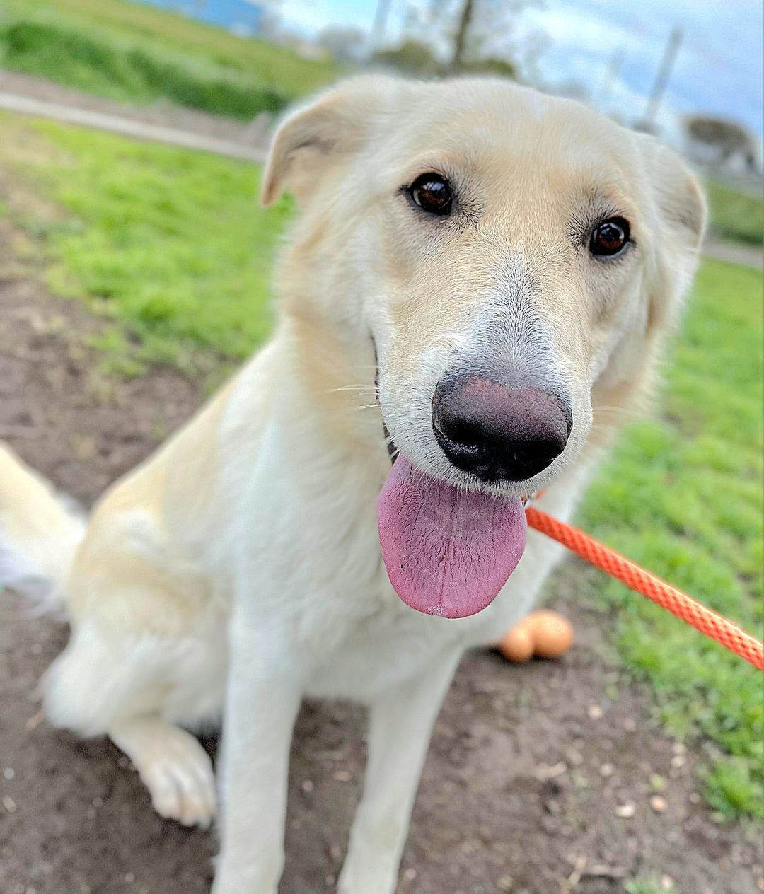 Enlarge Dakota, a Adopted mixed breed in Monterey, CA image 3/8