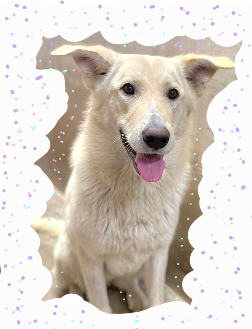 Enlarge Dakota, a Adopted mixed breed in Monterey, CA image 4/8