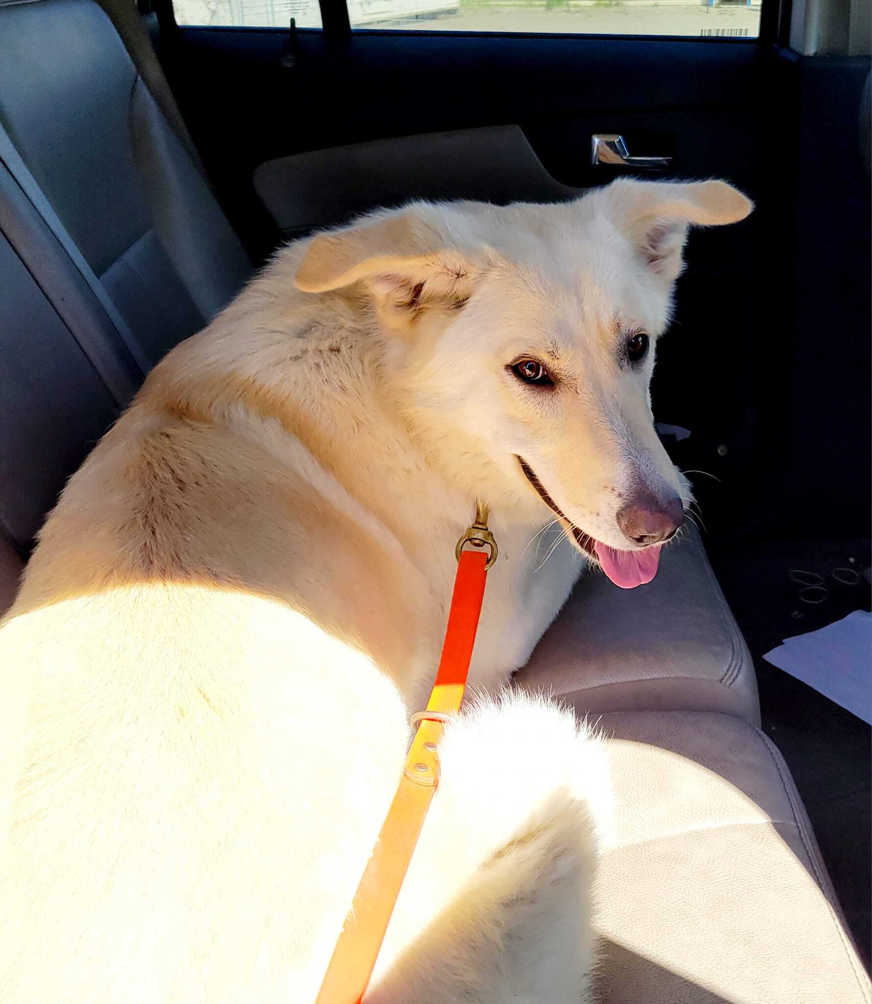 Enlarge Dakota, a Adopted mixed breed in Monterey, CA image 5/8