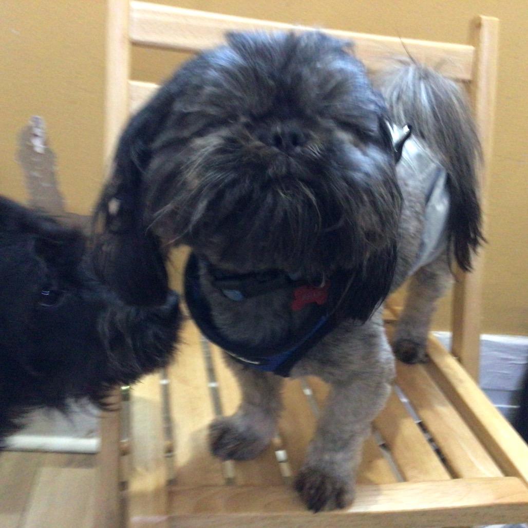 Georgie, Adoptable, Adult Male Shih Tzu.