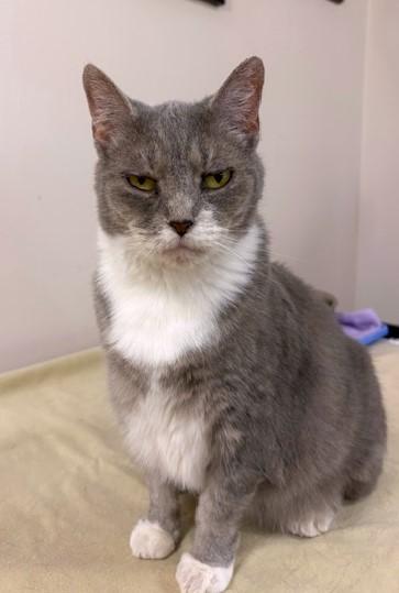 Enlarge Pepper, a Adoptable Domestic Short Hair in Medina, OH image 1/1