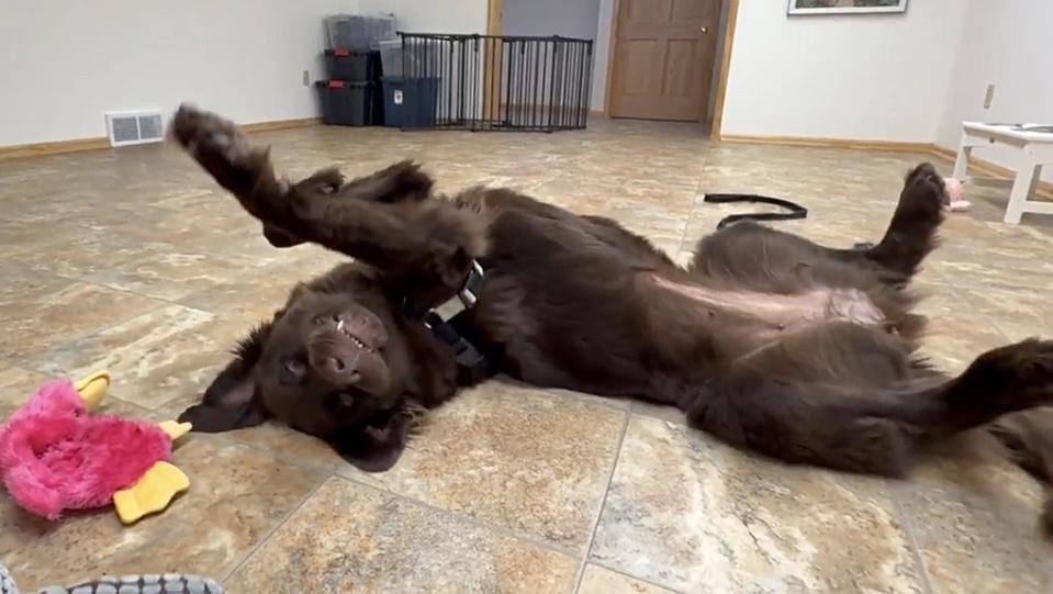 Toffee, Adoptable, Young Female Newfoundland Dog.