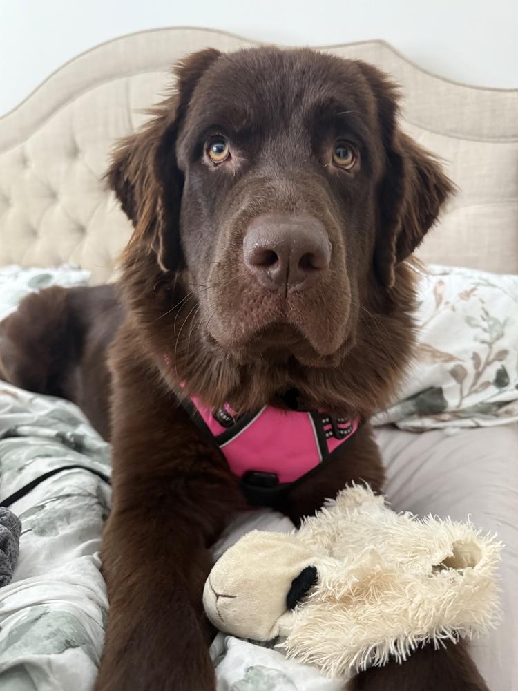 Toffee, Adoptable, Young Female Newfoundland Dog.