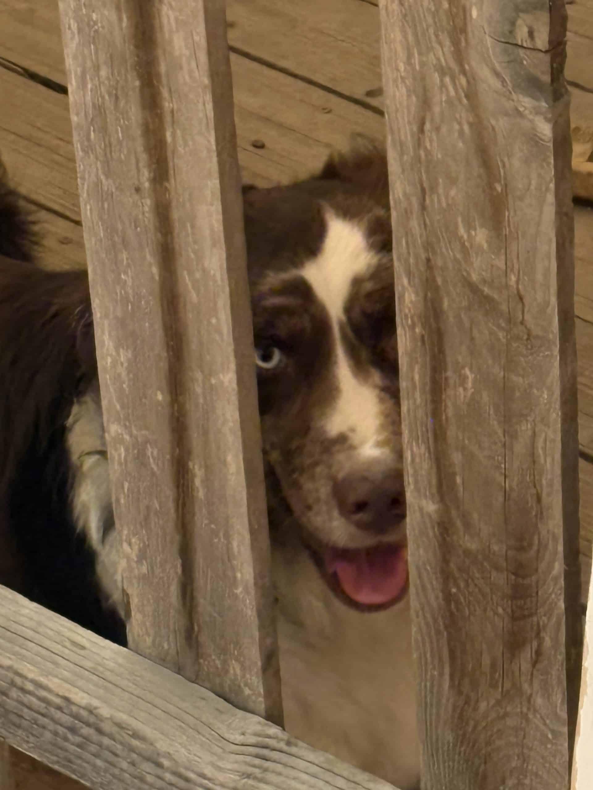 Bumi - 20042132 - CA, a Adopted mixed breed in Santa Rosa, CA image 3/4