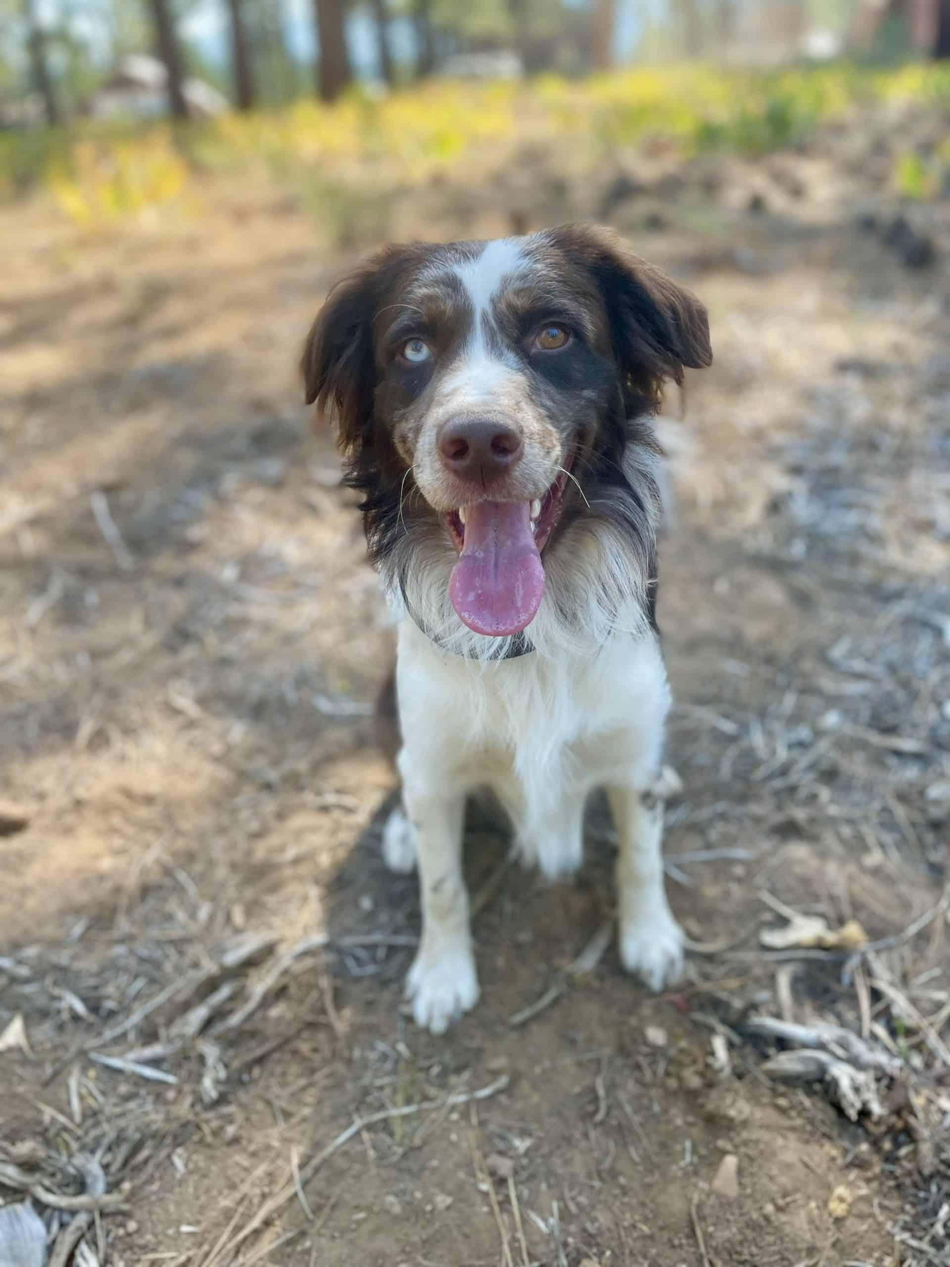 Bumi - 20042132 - CA, a Adopted mixed breed in Santa Rosa, CA image 2/4