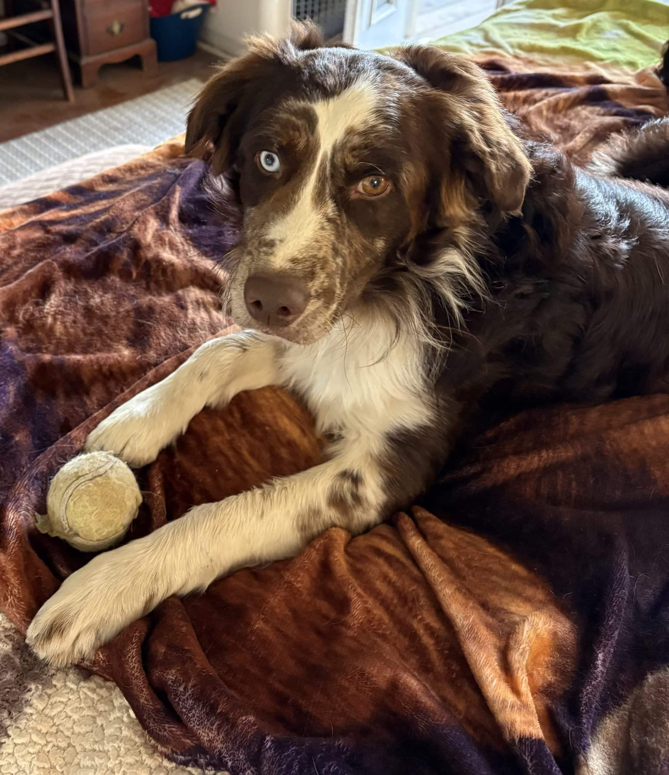 Bumi - 20042132 - CA, Adopted, Adult Male Australian Shepherd & Brittany Spaniel.