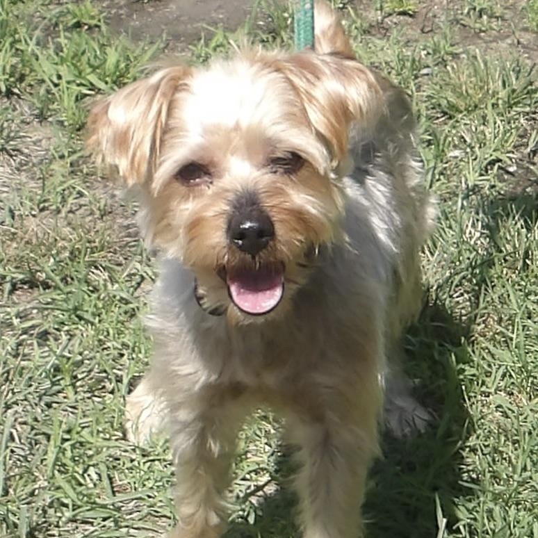 Kip, ADOPTABLE, Adult Male Terrier.