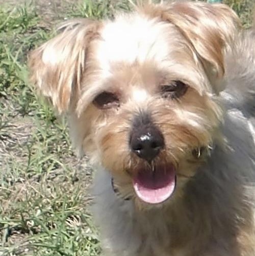Enlarge Kip, a ADOPTABLE Terrier in Gloucester, VA image 2/3