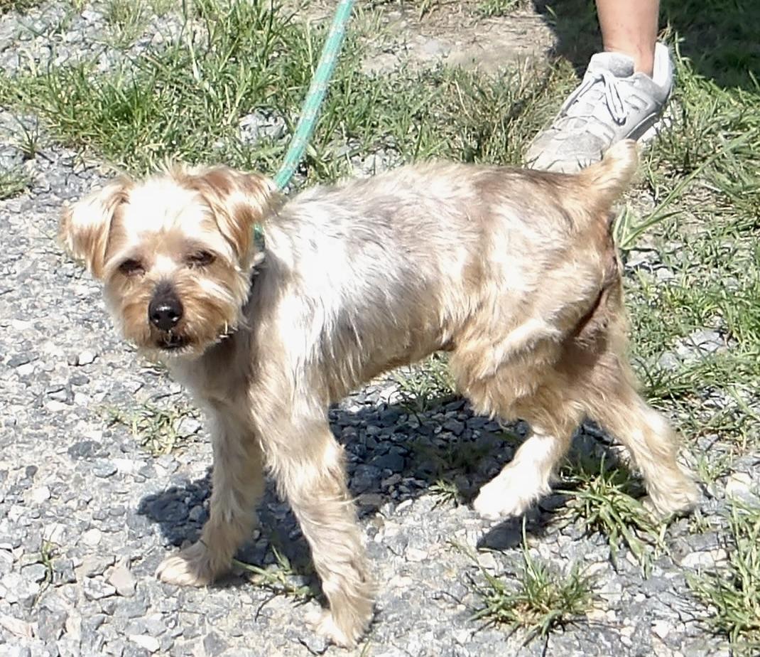 Enlarge Kip, a ADOPTABLE Terrier in Gloucester, VA image 3/3