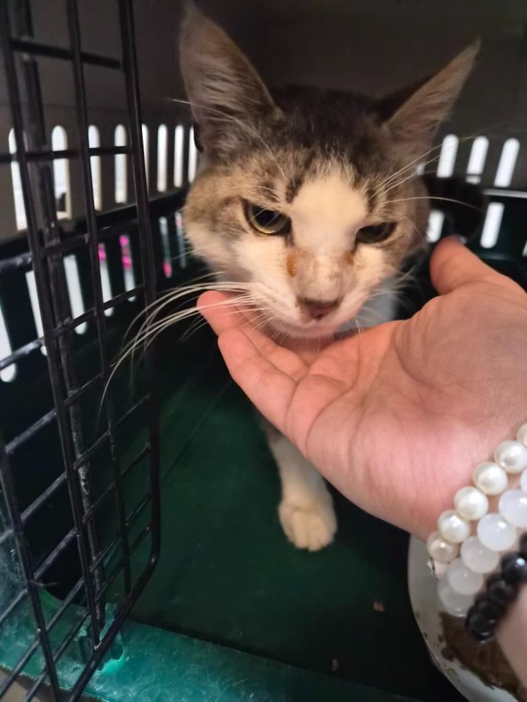 Enlarge SIR PURRSWORTH, a Adoptable mixed breed in Rome, GA image 1/1