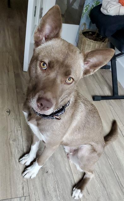 SERENA, Adoptable, Young Female Siberian Husky & Mixed Breed.