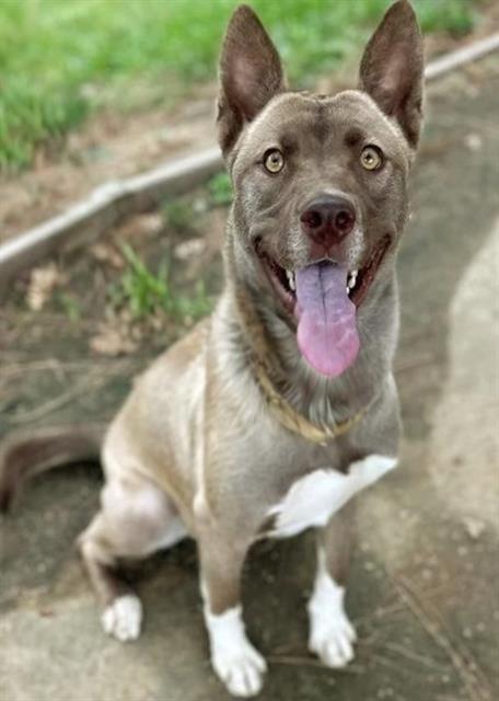 SERENA, Adoptable, Young Female Siberian Husky & Mixed Breed.