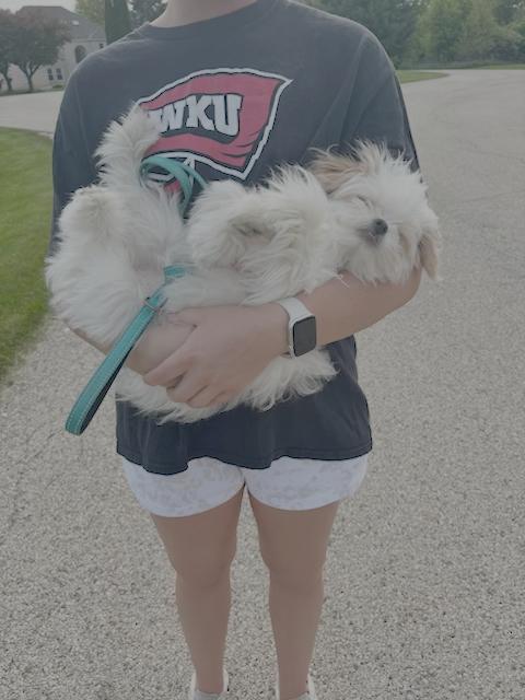 Rosie, Adoptable, Young Female Havanese & Japanese Chin.