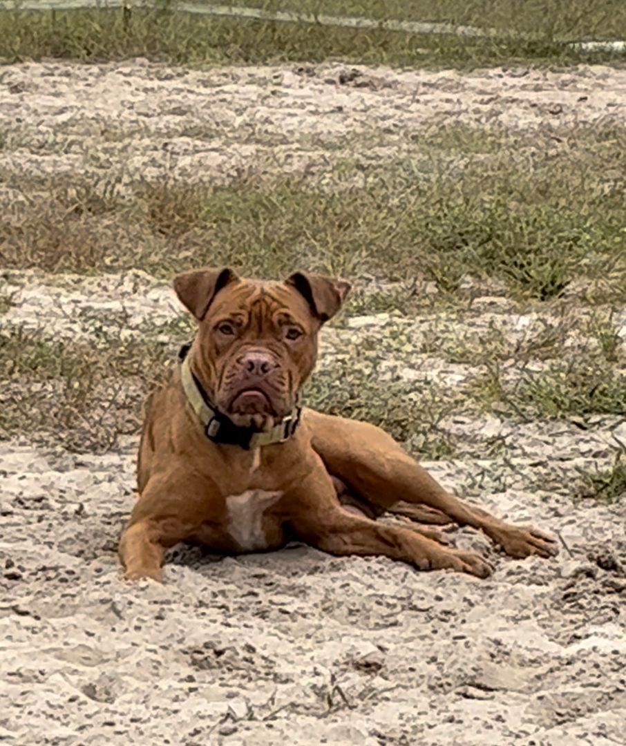 Snuggles, Adoptable, Young Male Pit Bull Terrier.