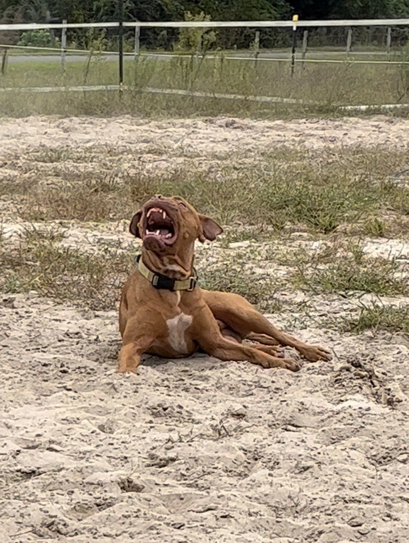 Snuggles, a Adoptable Pit Bull Terrier in St. George, SC image 2/4