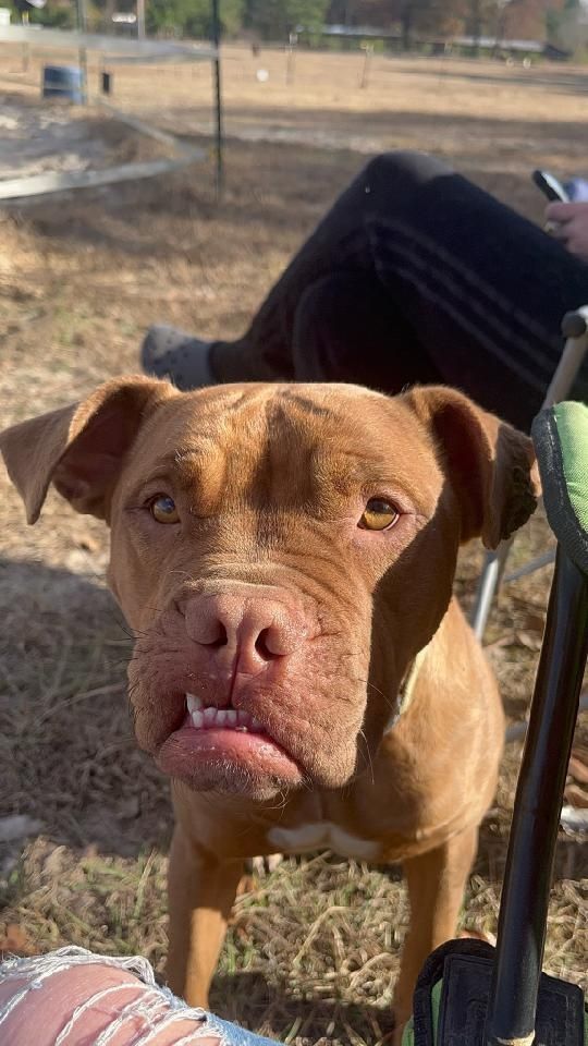 Snuggles, a Adoptable Pit Bull Terrier in St. George, SC image 3/4