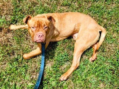 Snuggles, a Adoptable Pit Bull Terrier in St. George, SC image 4/4