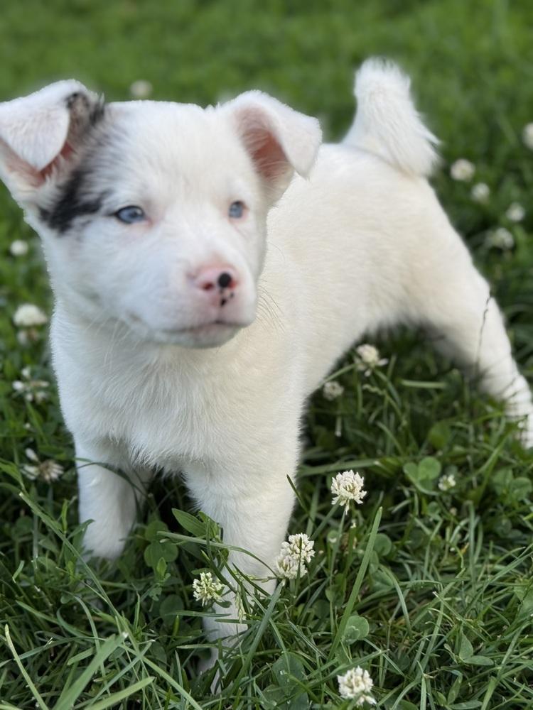 Ray, Adoptable, Puppy Male Australian Shepherd.