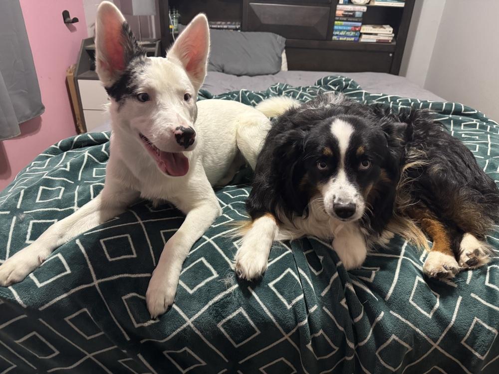 Enlarge Ray, a Adoptable mixed breed in Clinton Township, MI image 2/4