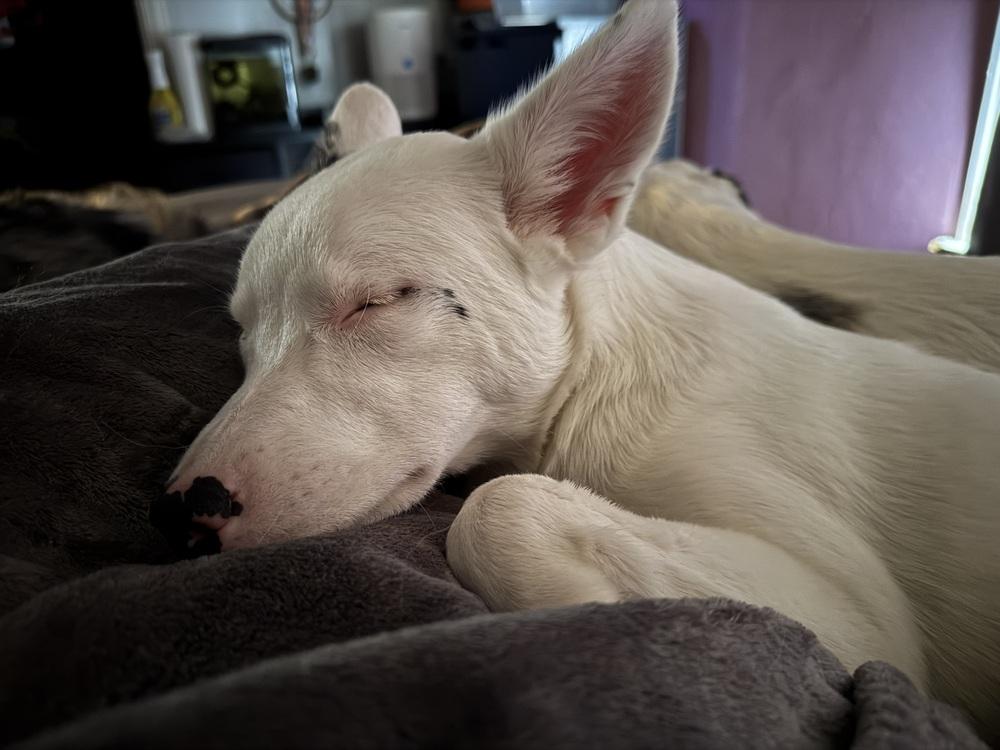 Enlarge Ray, a Adoptable mixed breed in Clinton Township, MI image 4/4