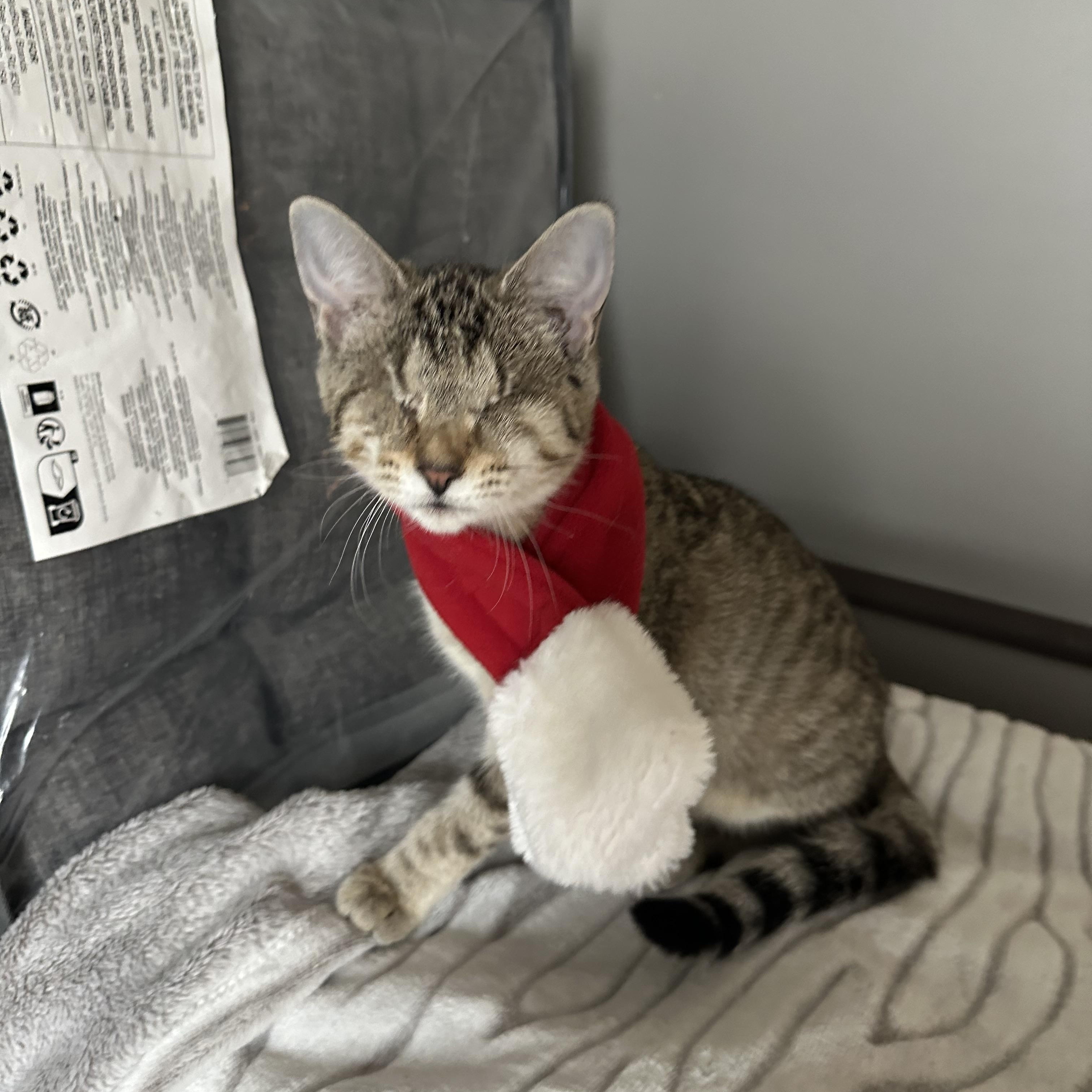 Yahtzee , a ADOPTABLE Domestic Short Hair in Duluth, GA image 1/3