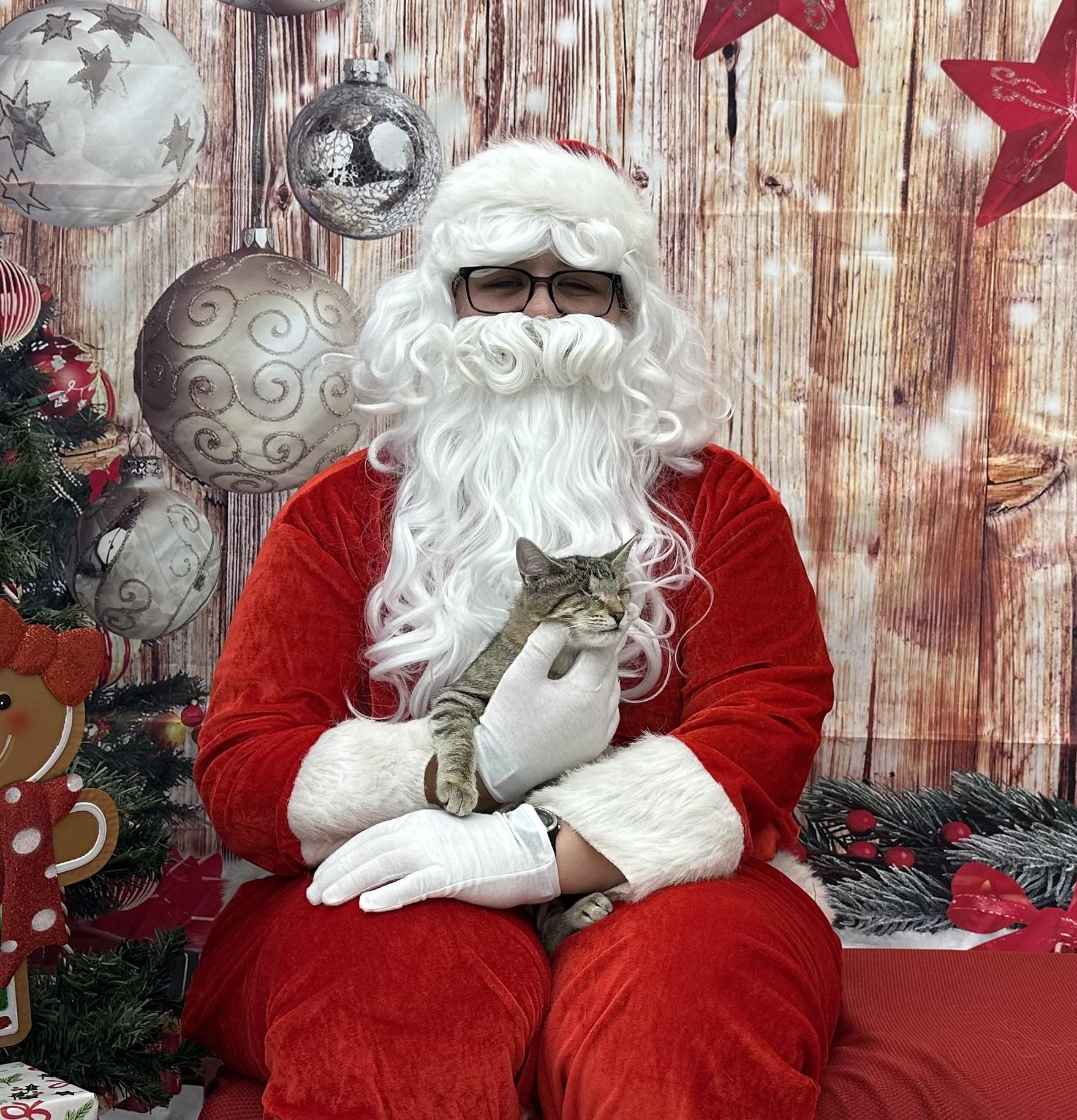 Yahtzee , a ADOPTABLE Domestic Short Hair in Duluth, GA image 2/3