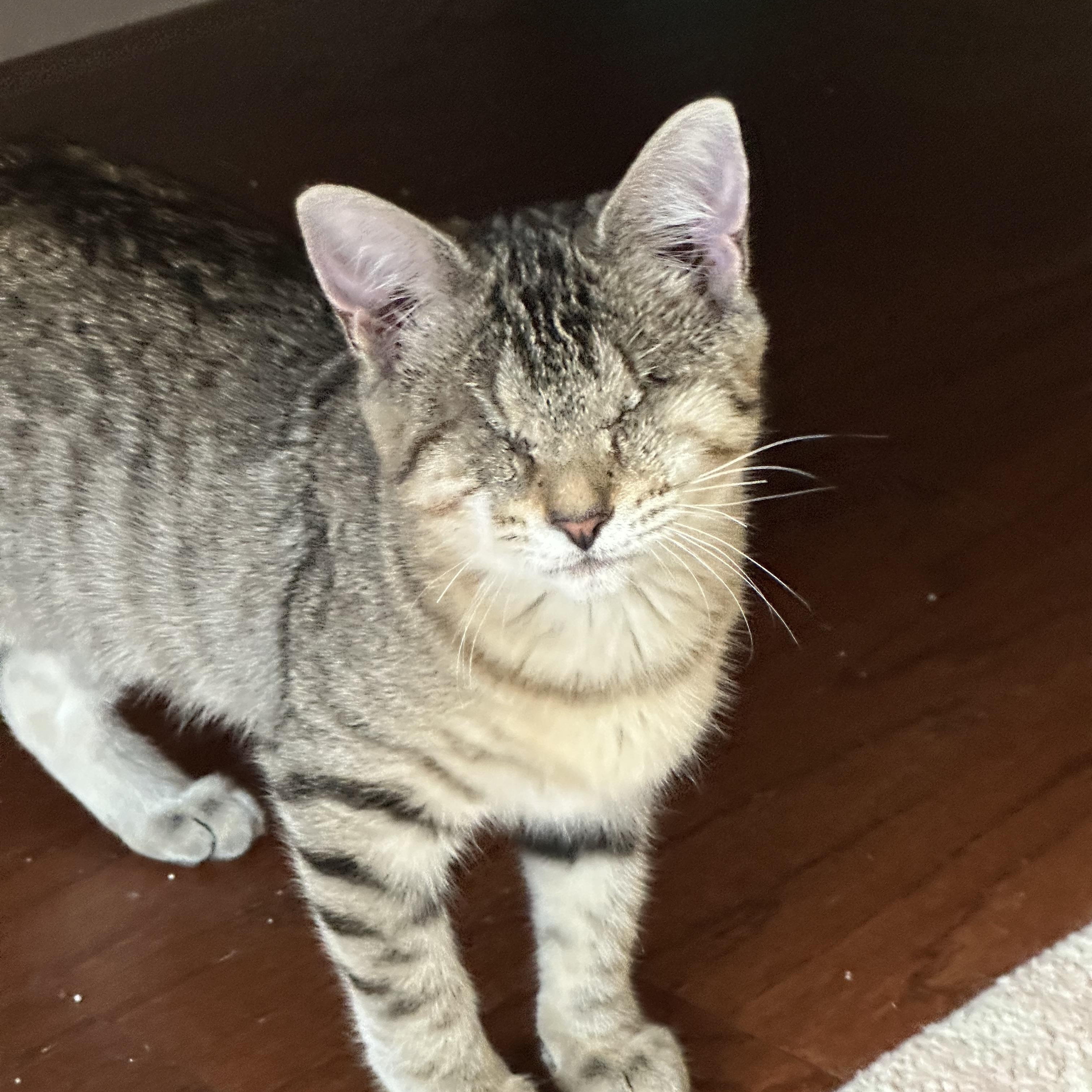 Yahtzee , a ADOPTABLE Domestic Short Hair in Duluth, GA image 1/4