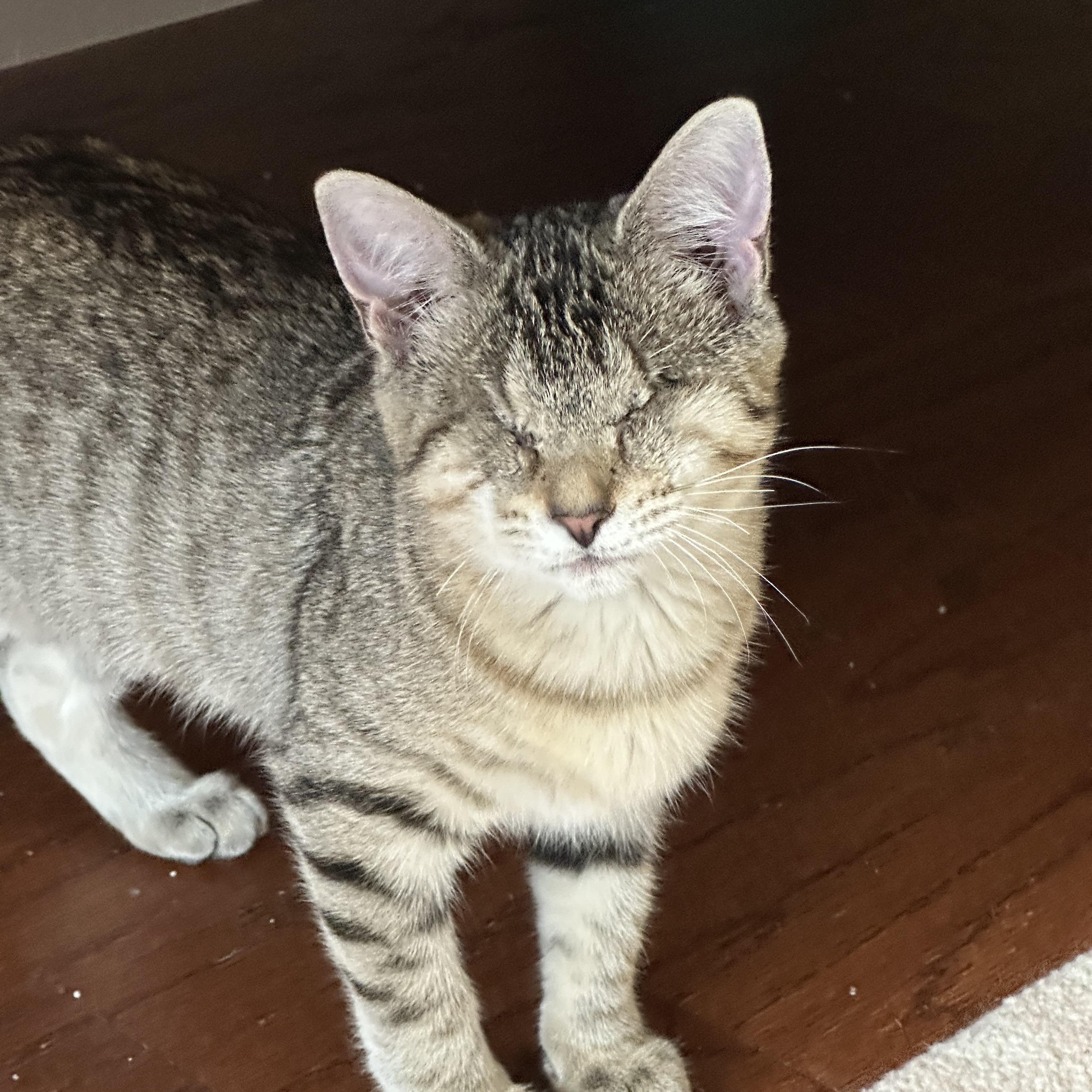 Yahtzee , a ADOPTABLE Domestic Short Hair in Duluth, GA image 3/3