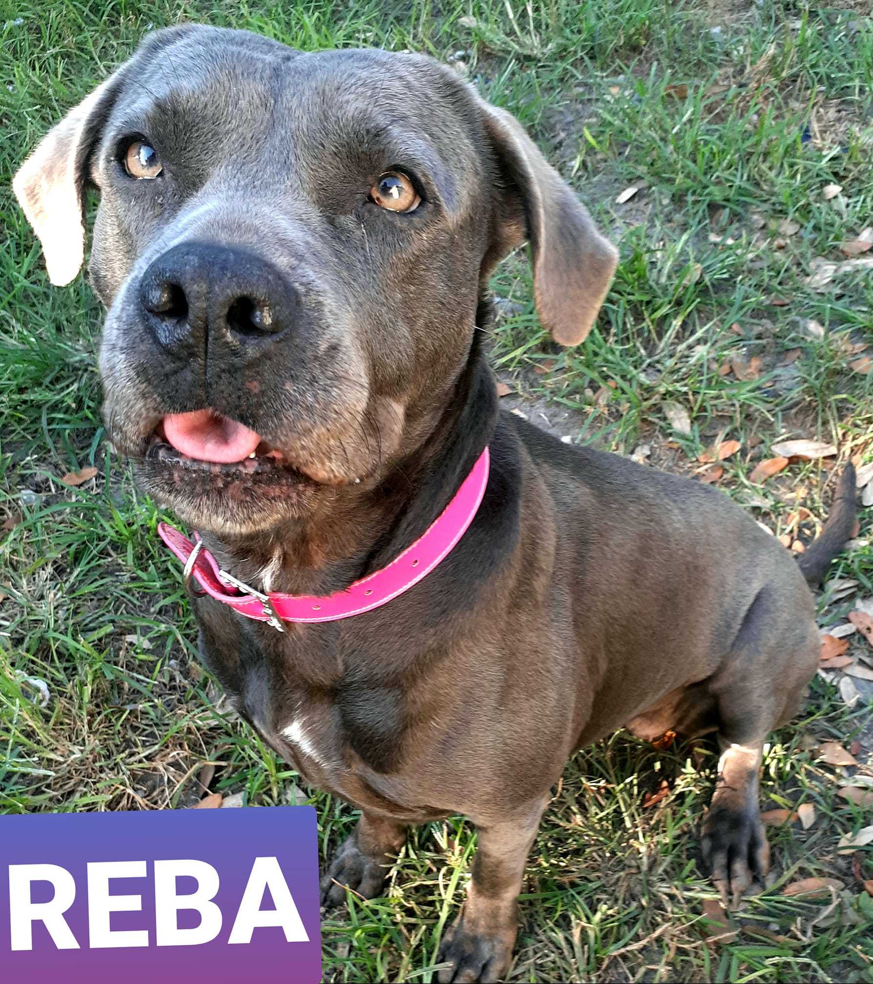 Reba, a Adoptable mixed breed in Coral Springs, FL image 1/10