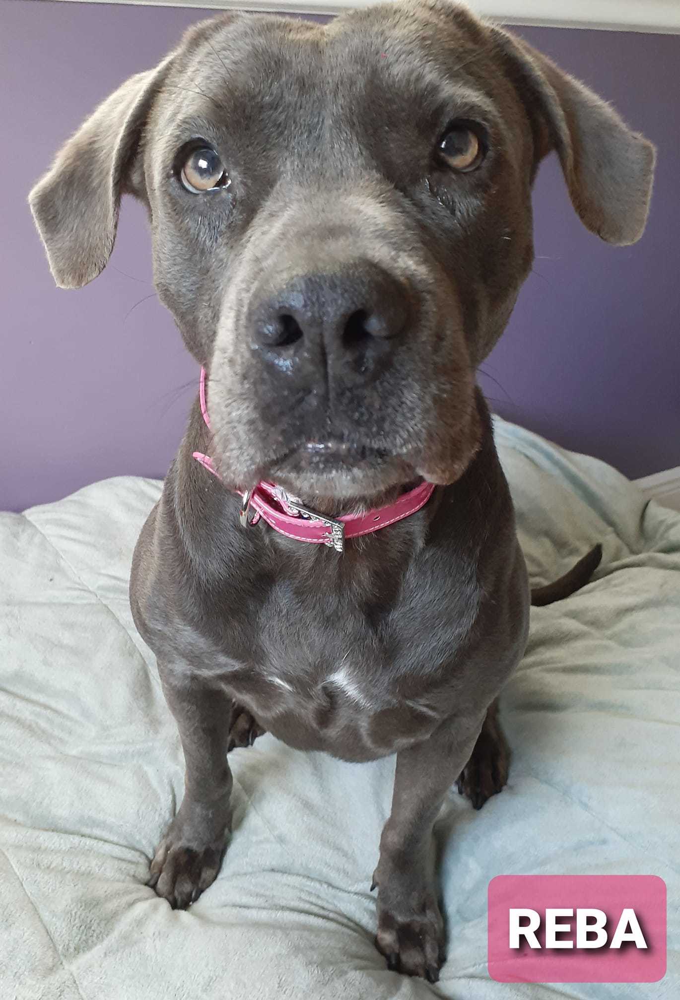 Reba, a Adoptable mixed breed in Coral Springs, FL image 3/10