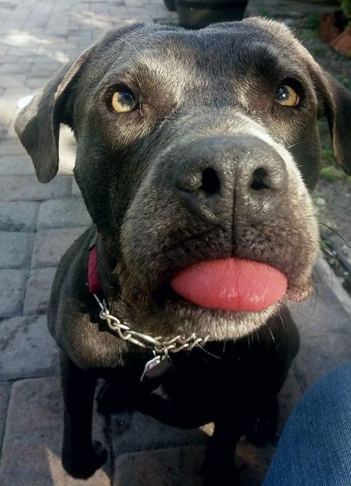 Reba, a Adoptable mixed breed in Coral Springs, FL image 4/10