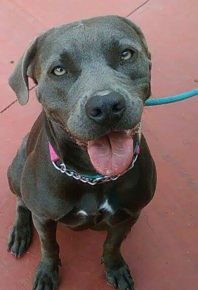 Reba, an adoptable Weimaraner, American Staffordshire Terrier in Coral Springs, FL, 33071 | Photo Image 1