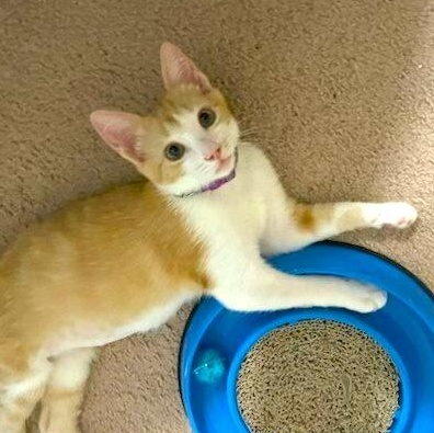 Pickle Pop — thumbnail 2