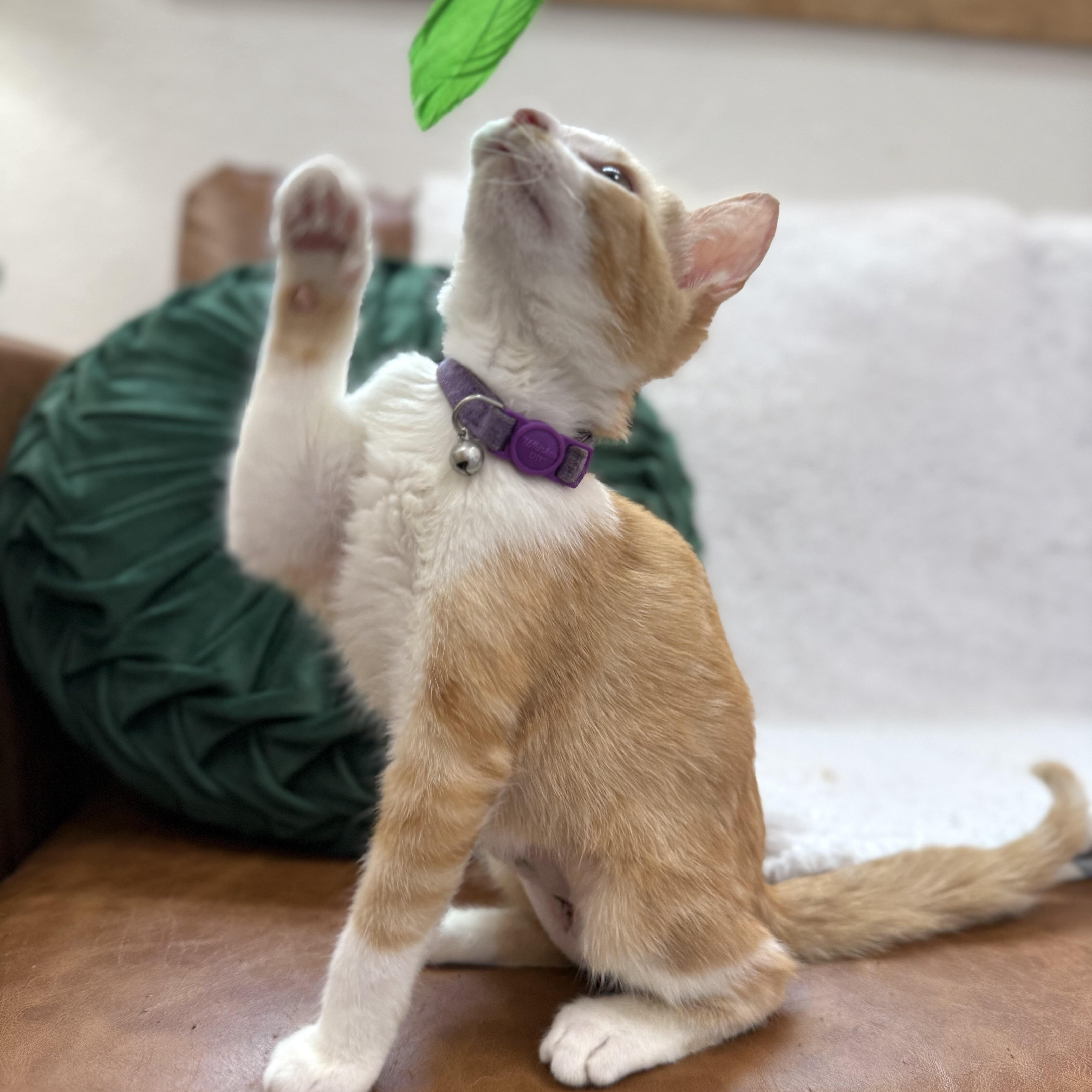 Pickle Pop — thumbnail 5