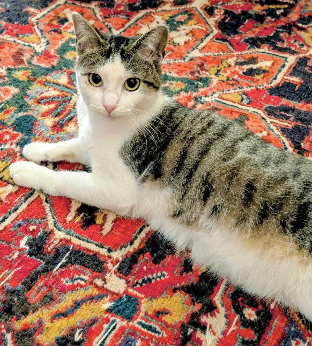 Enlarge Fable, a ADOPTABLE Domestic Short Hair in Alexandria, VA image 3/6