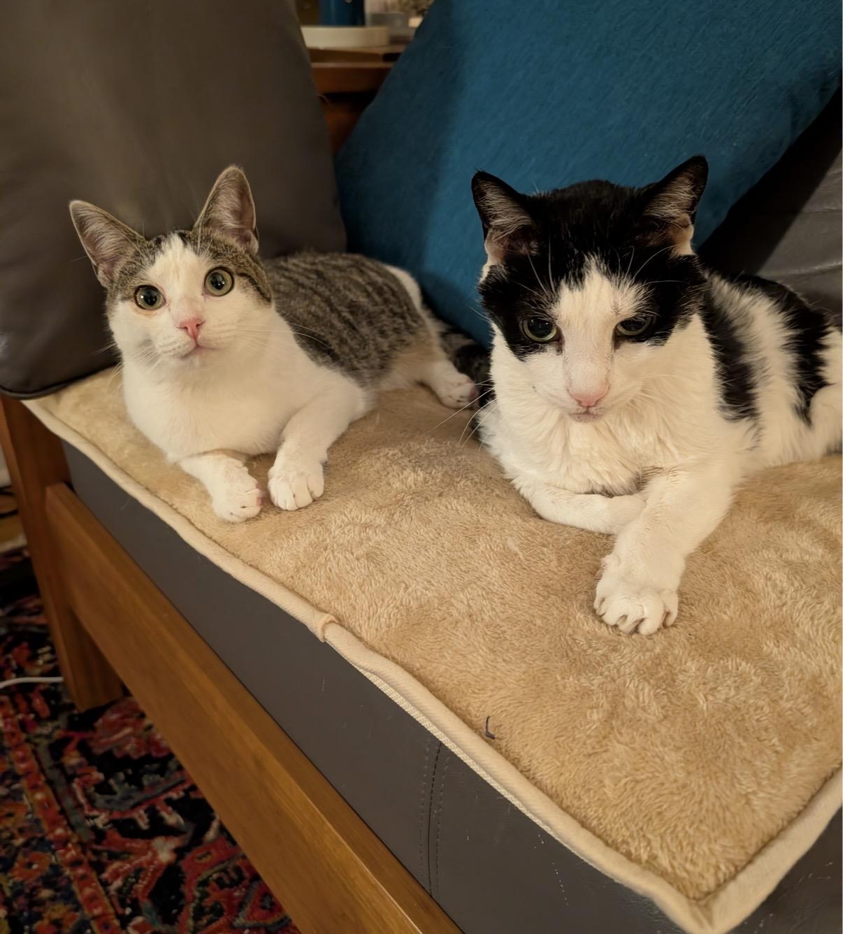 Enlarge Fable, a ADOPTABLE Domestic Short Hair in Alexandria, VA image 6/6