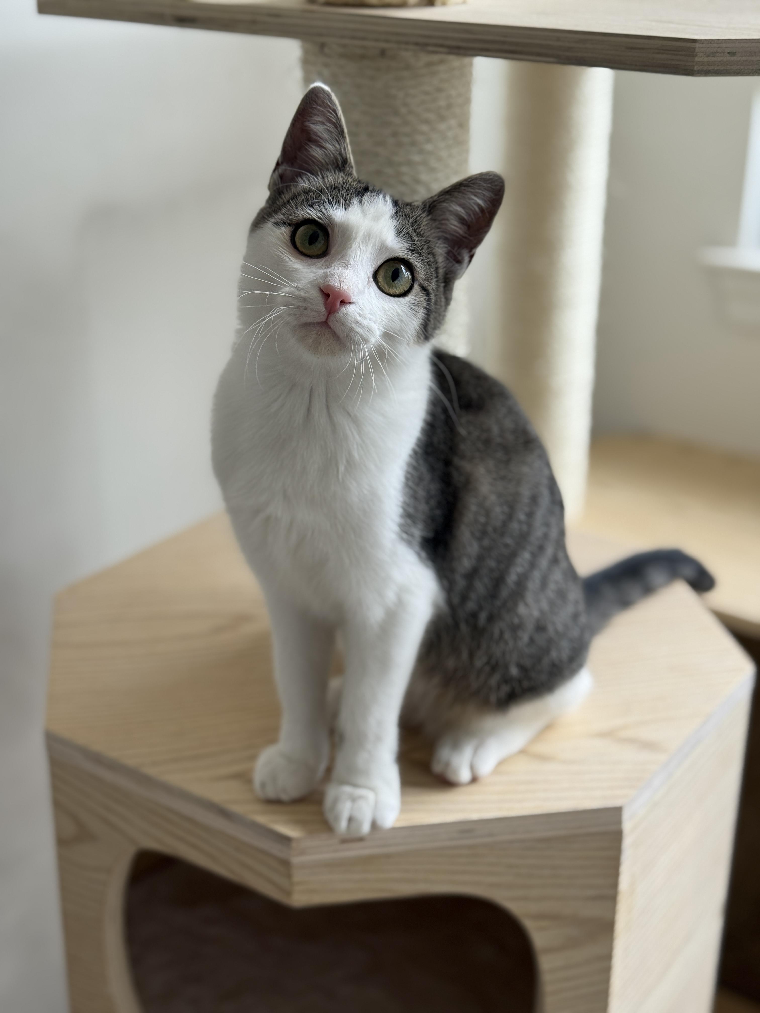 Enlarge Fable, a ADOPTABLE Domestic Short Hair in Alexandria, VA image 4/6