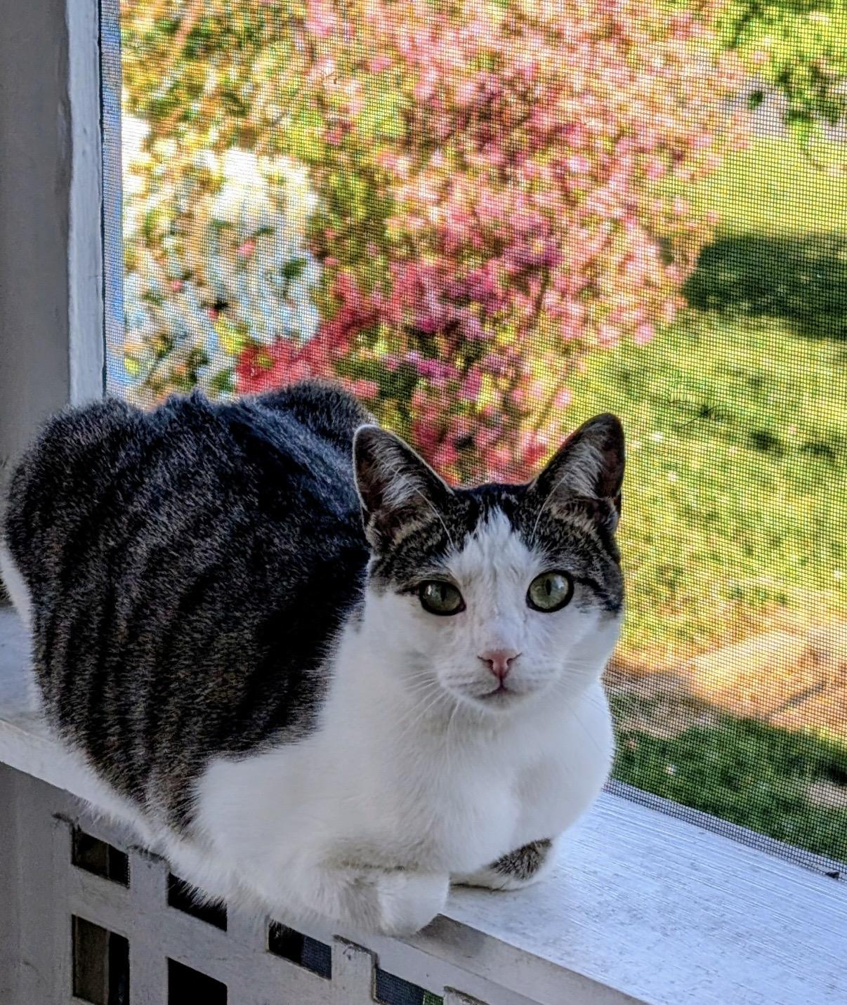 Enlarge Fable, a ADOPTABLE Domestic Short Hair in Alexandria, VA image 5/6