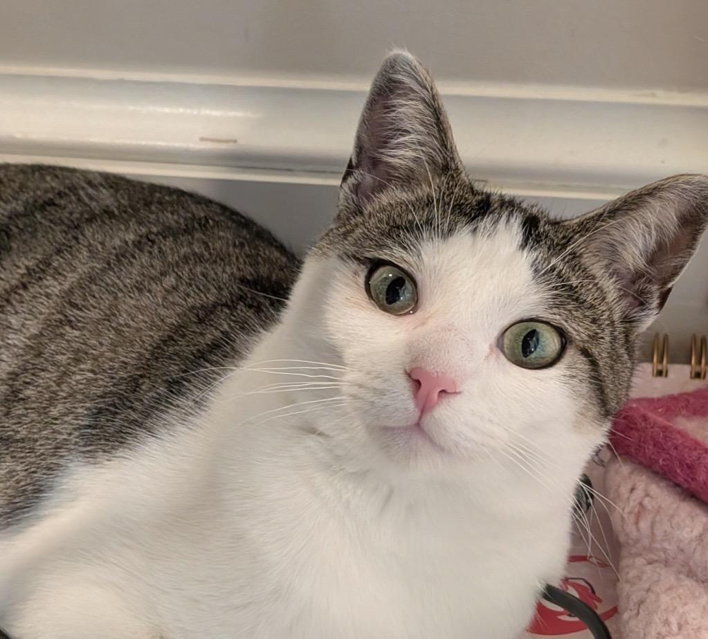 Enlarge Fable, a ADOPTABLE Domestic Short Hair in Alexandria, VA image 2/6