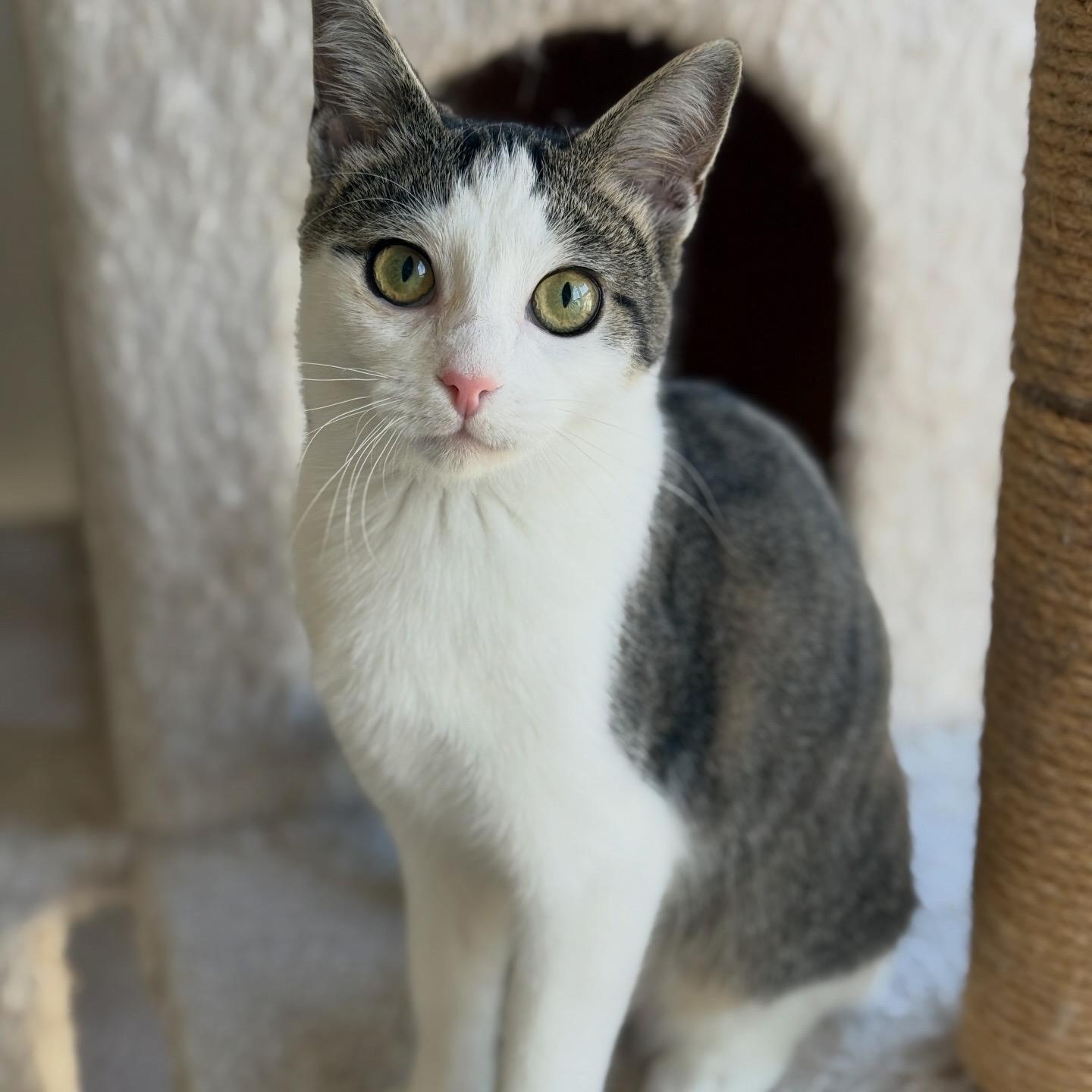 Enlarge Fable, a ADOPTABLE Domestic Short Hair in Alexandria, VA image 1/6
